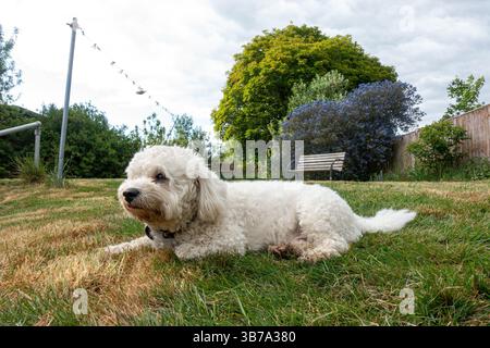 A cute, white cavapoo dog lying outside on the lawn in a residential back garden Stock Photo