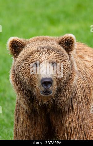 European brown bear, Ursus arctos, portrait, Sweden Stock Photo