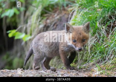 Red fox, Vulpes vulpes, pup, spring, Schleswig-Holstein, Germany Stock Photo
