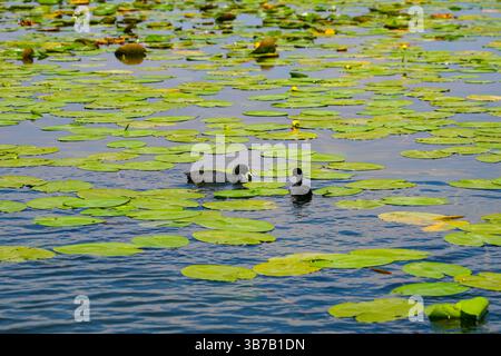 Ducks swimming among water lilies on the waters of Lake Skadar in Montenegro Stock Photo