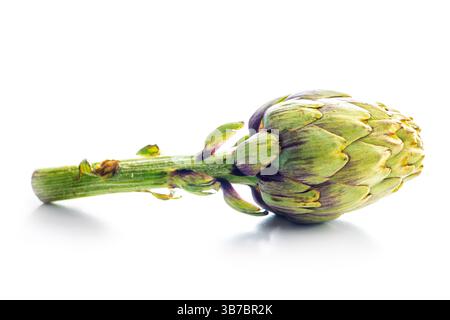 Ripe artichokes plant isolated on a white background. Stock Photo