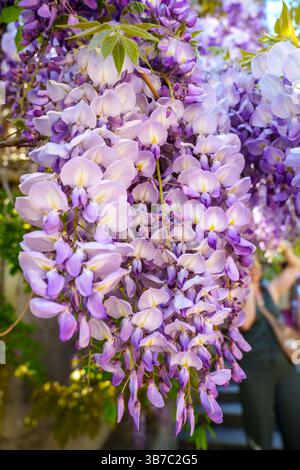 Close-up Of Hanging Bunches Of The Purple Flowering Chinese Blue Vine (Wisteria) Stock Photo