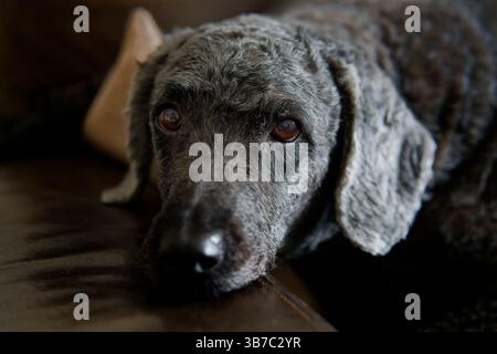 A portrait of a cute, smooth haired, black Labradoodle dog, lying down on a sofa with it's head on the armrest Stock Photo