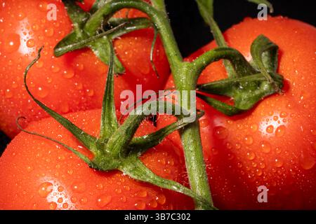 A close up of dew covered Tomatoes, growing on a vine Stock Photo