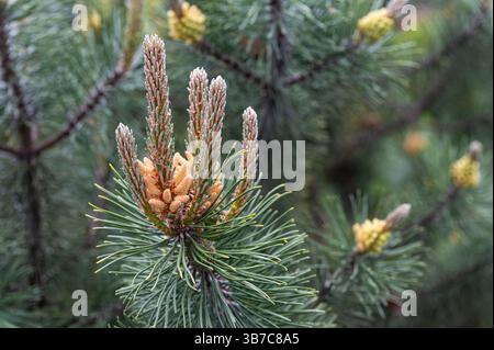 Several young male cones growing on pine tree branches with long green needles, captured in natural daylight with a soft forest background. Stock Photo