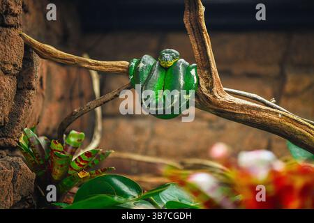 Closeup on green python snake on a branch Stock Photo
