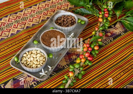 A branch of coffee cherries with bowls of green, roasted & ground coffee beans at a coffee farm tour in Colombia. Stock Photo