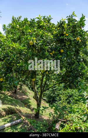 Pomelos, Citrus maxima, growing on a small coffee plantation in Colombia. Stock Photo