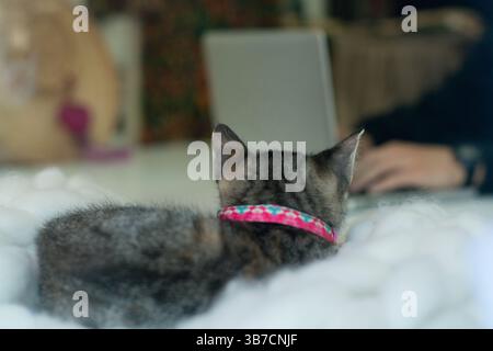 kitten lying on a cozy white blanket, looking at its owner working at home on the laptop Stock Photo