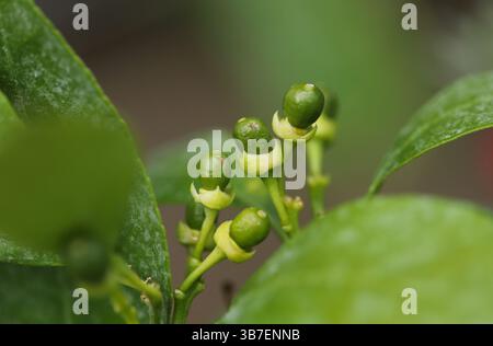 Close up of a tangerines Stock Photo