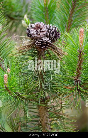 Pine cones on green conifer tree. Stock Photo