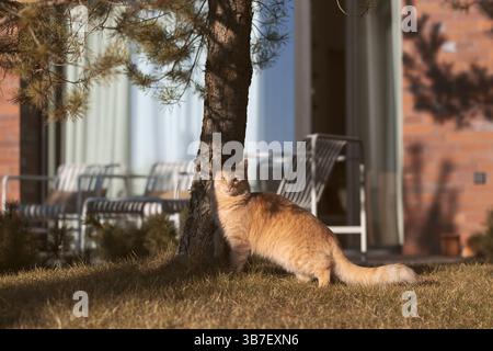 A light, fluffy ginger kitten soaking up the spring sun, its fur glistening amidst vibrant blossoms, pure joy in nature. Stock Photo