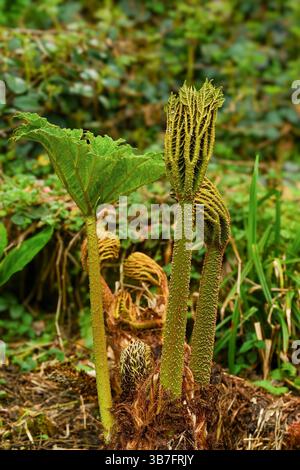 Thick, spiky stalks and a multitude of leaf textures emerge from giant rhubarb plants.. Stock Photo