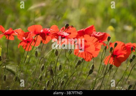 Wild red poppies Papaver rhoeas also known as the corn poppy growing in the Andalusian mountains Spain. April 2025 Stock Photo