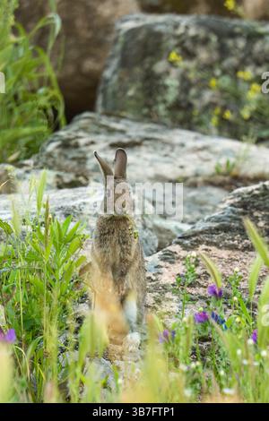 Wild European Rabbit (Oryctolagus cuniculus) Sierra de Andújar Natural Park Spain. April 2025 Stock Photo