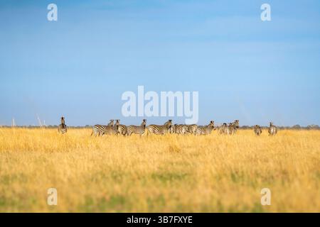Zebra herd standing in yellow grassland looking at camera. Blue sky with white clouds. Hwange National Park, Zimbabwe, Africa Stock Photo