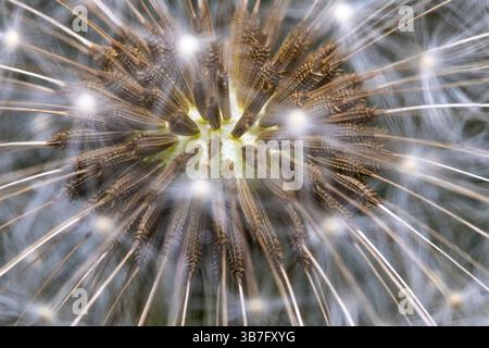 Close up view of the centre of a dandelion going to seed. Stock Photo
