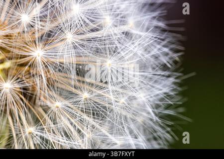 Close up view of the centre of a dandelion head, going to seed. Stock Photo