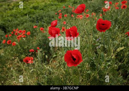Bright red poppies bloom in a lush green meadow. The vivid flowers stand out against the soft, natural background, capturing the beauty of wild flora Stock Photo