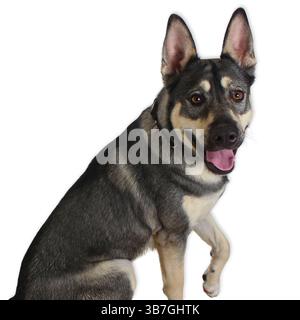 Husky mix dog sits against a white studio backdrop, ears up and mouth open in a wide smile, showing off a thick double coat and expressive brown eyes Stock Photo