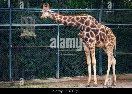 Giraffe standing in a zoo enclosure reaching for hay in a feeder against a backdrop of green foliage and a metal fence, Lisbon Zoo, Portugal Stock Photo
