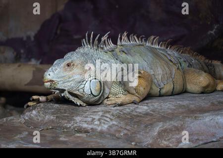 Large iguana resting on a rock with distinctive scales and spines against a dark, natural background at the reptile house Lisbon Zoo, Portugal, Europe Stock Photo