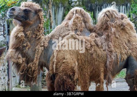 Close-up of a shaggy Bactrian camel with two humps shedding its thick winter coats in the spring at the Lisbon Zoo, Portugal, Europe Stock Photo