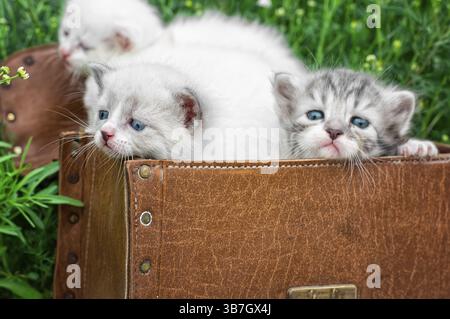 Little kittens playing in old suitcase.selective focus Stock Photo