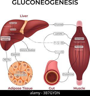 Gluconeogenesis Pathway Design Vector Illustration Stock Vector