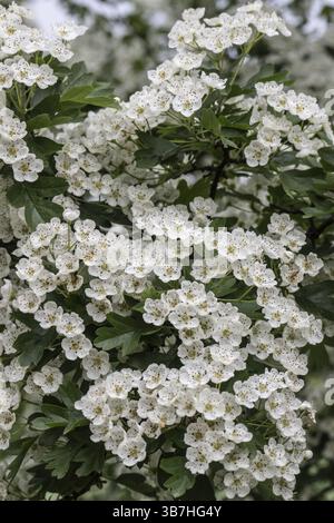 Hawthorn (Crataegus monogyna), blossoms, Emsland, Lower Saxony Germany Stock Photo
