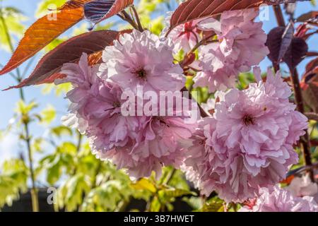 Spring blossom on a cherry tree, Prunus nipponica 'Brilliant'. Stock Photo