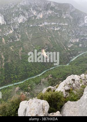 Eagle soaring over the Verdon Gorges, France Stock Photo