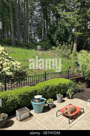 A dog sleeping on a dog bed on a patio next to a meadow and grove of tall trees. Stock Photo