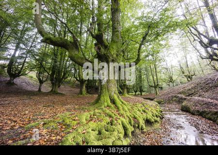 Hayedo de Otzarreta, fagus Sylvatica, parque natural Gorbeia, Alava- Vizcaya, Euzkadi, Spain, Europe Stock Photo