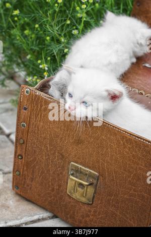 Little kittens playing in old suitcase.selective focus Stock Photo
