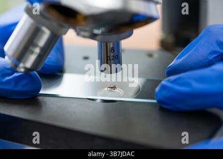 Gloved hands placing a microscope slide containing a tick under the objective lens of a microscope, ready for scientific analysis in a laboratory setting Stock Photo