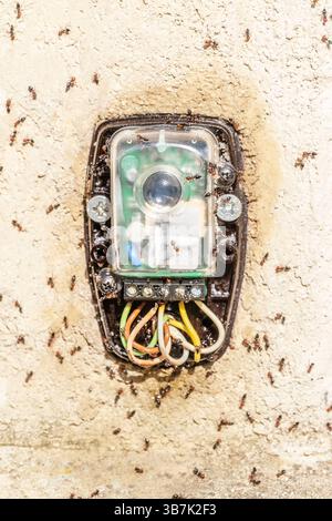 Safety photocell for automatic gates has been invaded by a group of ants Stock Photo