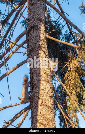 Two squirrels with fluffy tails on the trunk of an old tree. Two Red squirrels chasing each other around a tree. Red squirrels play with each other. Stock Photo