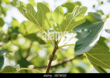Fig trees, small fruits. Ripening figs on the tree Stock Photo
