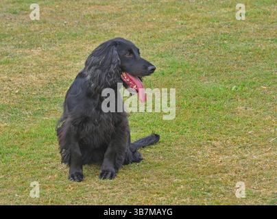 Black Cocker Spaniel dog sitting on grass Stock Photo