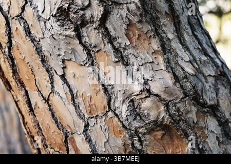 The trunk of an old large pine tree close-up. Stock Photo
