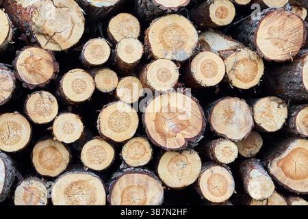 Piles logs of pine trees stacked in logging area texture. Deforestation and forest destruction concept. Timber harvesting Stock Photo