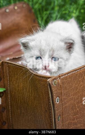 Little kittens playing in old suitcase.selective focus Stock Photo