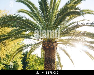 A branch of a palm tree close-up. Date tree in Montenegro Stock Photo