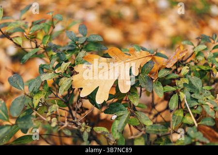 Texture of autumn leaves. Yellow oak leaf litter on the floor in the park or forest. fallen oak leaves Stock Photo