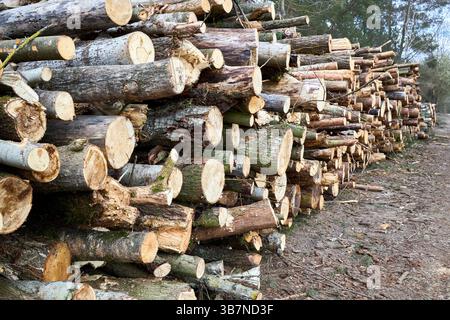 Piles logs of pine trees stacked in logging area in spring forest. Deforestation and forest destruction concept. Timber harvesting. Selective focus sh Stock Photo