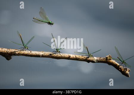 Five Green Damselflies – Four Resting on Branch, One in Flight looking for a place to land. Stock Photo