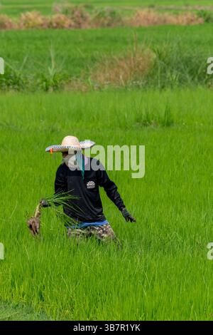 A rice worker weeding is often an ongoing process throughout the ...