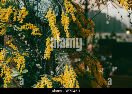 A beautiful bunch of yellow mimosa flowers in full bloom, a fresh floral arrangement. A captivating display of blooming flowers adds a touch of spring Stock Photo