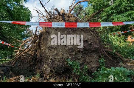 Uprooted tree with exposed roots in Berlin after a strong storm, cordoned off with fire department tape as a safety measure. Stock Photo